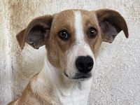 Ida, geb. ca. 05/2021, lebt in GRIECHENLAND, auf einer privaten Pflegestelle