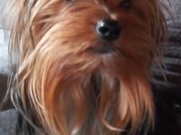 Jorkschire Terrier Welpen