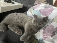 Bkh Kitten Reinrassig Männlich