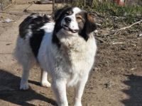 Mishka, außergewöhnlich herzliche Fellmädchen sucht ihr Traum-Zuhause!