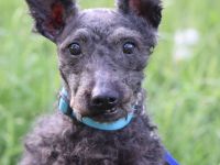 Bendeg, sehr freundlicher, ruhiger, lieb Puli-Mix Rüde, 40 cm, 4-jährig geschätzt, kastriert