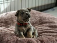 Französische Bulldogge Welpen