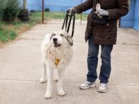 freundlicher Grappa wünscht sich eine eigene Familie