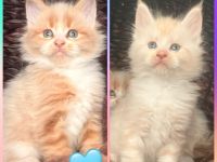 XXL Maine Coon Kitten Kater &  Katzen