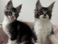 Maine Coon Kitten mit Stammbaum, Kater &  Katzen