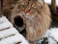 Krasivaya Koshka (Schöne Katze) mit Vereinszugehörigkeit - Sibirische Katzen -  Mosel / Nähe Trier