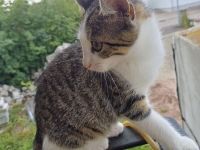 Baby katzen zu verkaufen