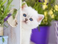 Märchenhafte Bärchen - 7 Schneebällchen suchen...