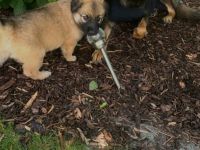 Schäfer-Harzerfuchs Welpen