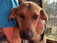 VITA    ca. 2-jährige sehr zutrauliche, liebe, neugierige Hündin, ca. 52 cm