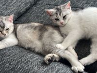 2 süße BKH Mädchen suchen ein tolles Zuhause