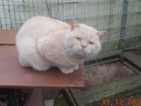 Britisch Kurzhaar Deckkater