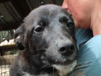 FABIUS   ca. 2-jähriger, aktiver, verspielter, junger Rüde, ca. 55 cm,