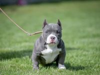 American bully