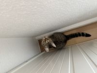 Europäische Kurzhaar