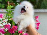 Zwergspitz-Welpen zu verkaufen. Einfach bezaubernd.