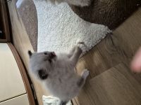 Mai Kitten ab Ende Juli zu verkaufen