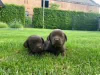 Labrador Welpen zu verkaufen