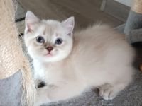 3 BKH Katzenbabys verkaufen