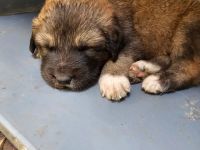 Welpen Pyrenäenberghund/ Leonberger mix