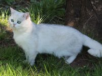 Wunderschöne, gesunde BKH-Pointkitten (m. Stb.) in liebevolle Hände