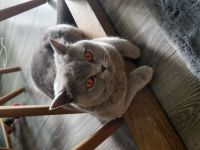 Verkaufe bezaubernde BKH Katze