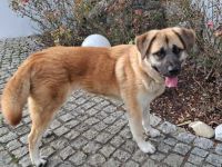 Hast du ein warmes Körbchen für Akemi frei?