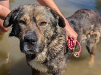 Malibu sucht ein Zuhause für immer .. auch ohne Meer.