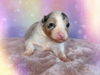 Australian Shepherd Welpen mit ASCA Papiere