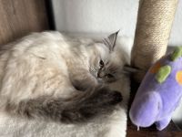 Wunderschöne Glückskitte und weiße Kitte sind noch frei! Perser Kitten \"mit Nase\"