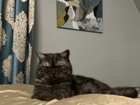 Liebevoller Britisch Longhair Kater sucht ein neues Zuhause