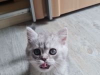 Reinrassige BKH Kitten