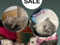 Britisch Kurzhaar Kitties suchen liebevolles Zuhause