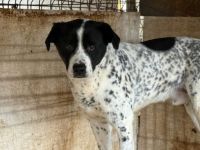 Blickfang Cookie sucht einen Platz als Einzelprinz!