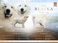 Pyrenäenberghund Welpen