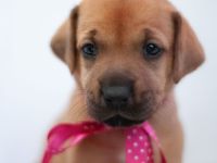 Rhodesian Ridgeback Welpen