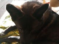 Schäferhund -Husky Mischling