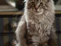 Maine Coon Dame sucht nach Ihnen