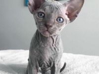 sphynx kitten gesucht