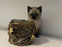 Reinrassige BKH Kitten (geimpft und gechipt)