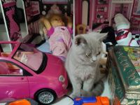 BKH Britisch kurzhaar