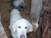 Golden Retriever  in bestes Endzuhause abzugeben