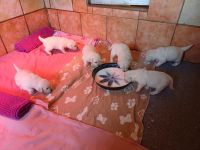 Golden Retriever Babys in bestes Endzuhause abzugeben