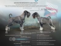 Standardschnauzerwelpen