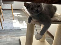 BKH Kitte zu verkaufen!