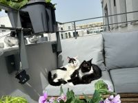 Zwei Kater suchen ein liebevolles Zuhause