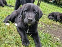 Labrador Bordercollie Welpen