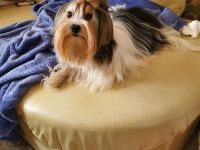 Biewer Yorkshire Deckrüde