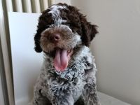 Reinrassige Lagotto Romagnolo Welpen zu verkaufen