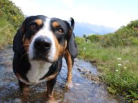 Entlebucher Sennenhund mit Ahnenpass